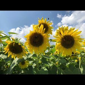 Meet your Posher, Kara